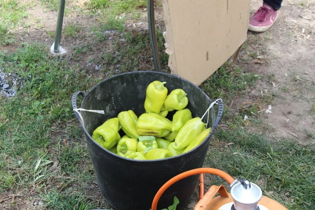 #pementodeoimbra