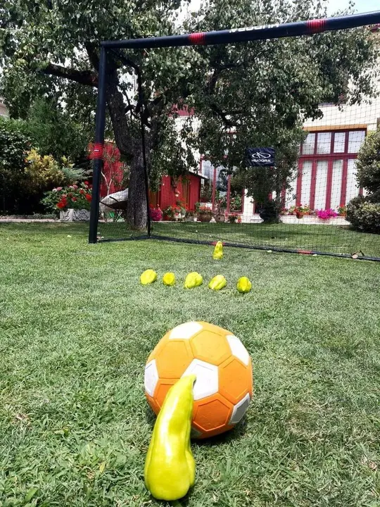 #pementodeoimbra