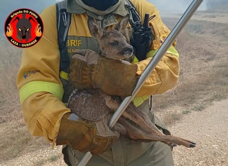 Un dos integrantes da Brif de Laza rescatando a unha cr&iacute;a de corzo.