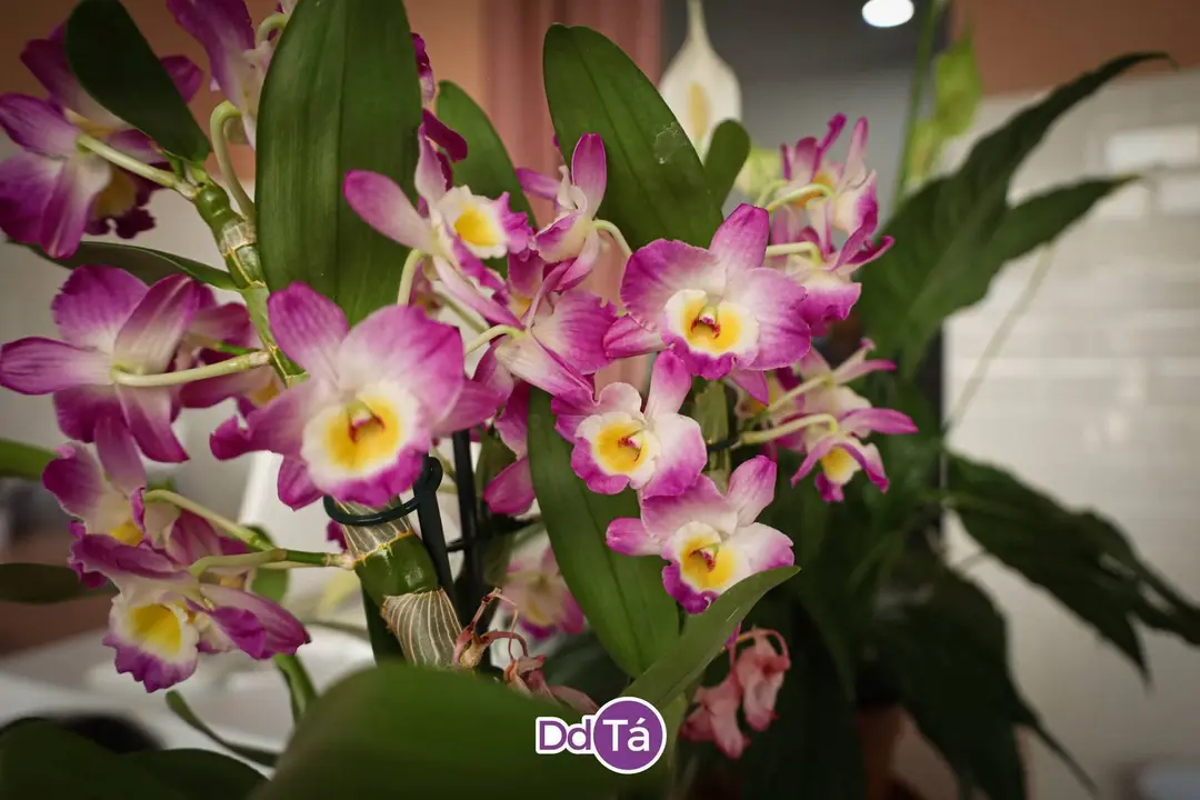 MIL ROSAS-24