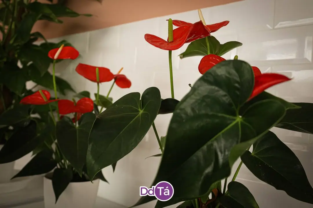 MIL ROSAS-16