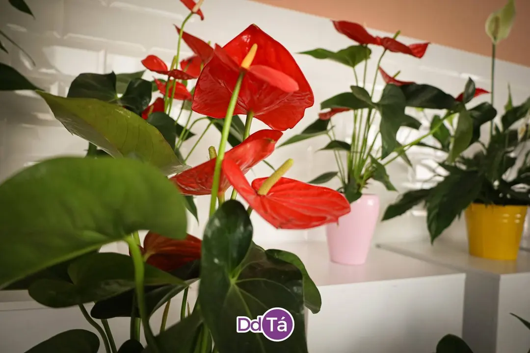 MIL ROSAS-01