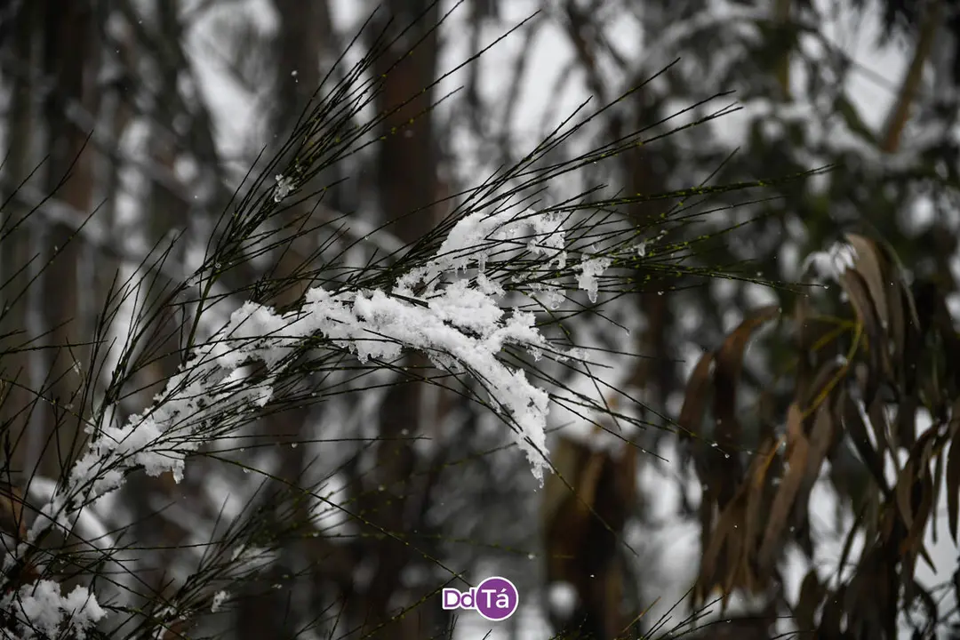 neve verin-11