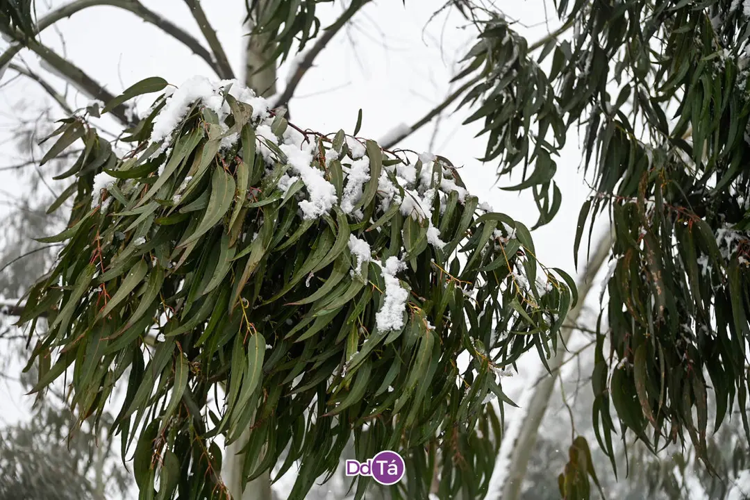 neve verin-12