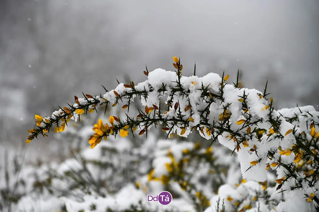 neve verin-14