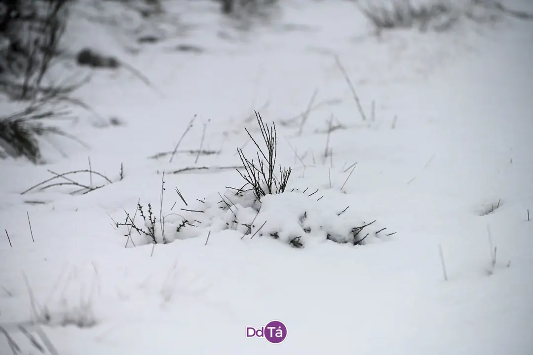 neve verin-15