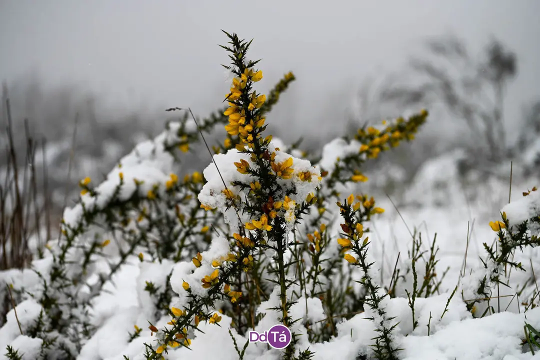 neve verin-16