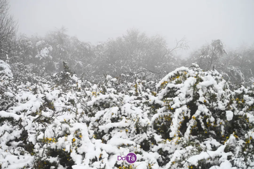 neve verin-23
