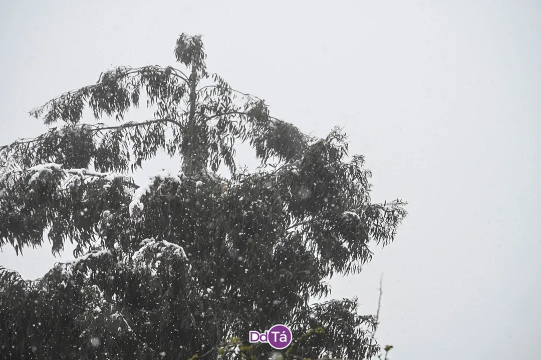 neve verin-29