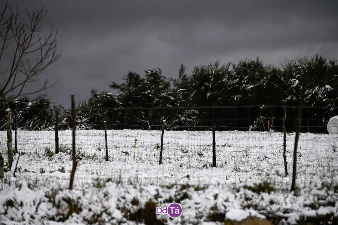 neve verin-60