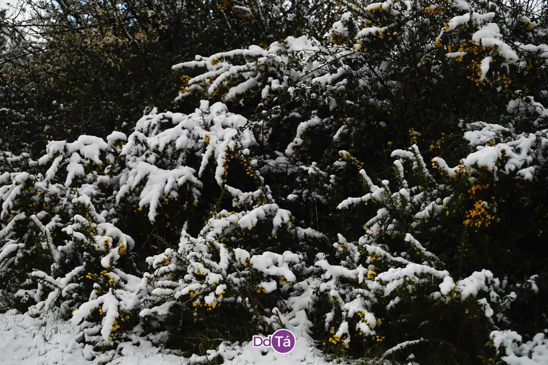 neve verin-64