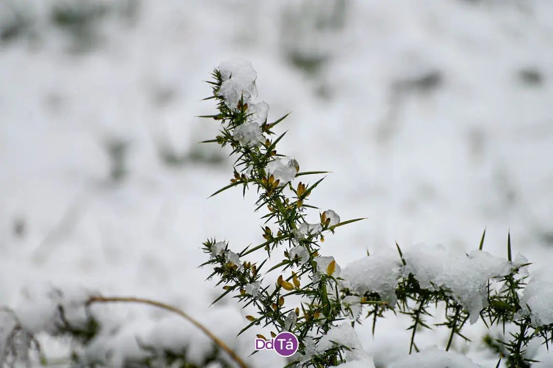 neve verin-76