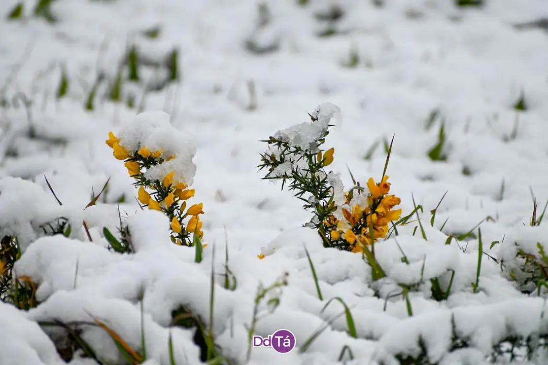 neve verin-77