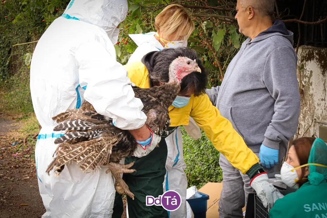 Efectivos de Medio Rural, rescatando a uno de los pavos reales con los que conviv&iacute;a el malogrado Rafael. | FOTO: Anabel G. Sim&oacute;n.