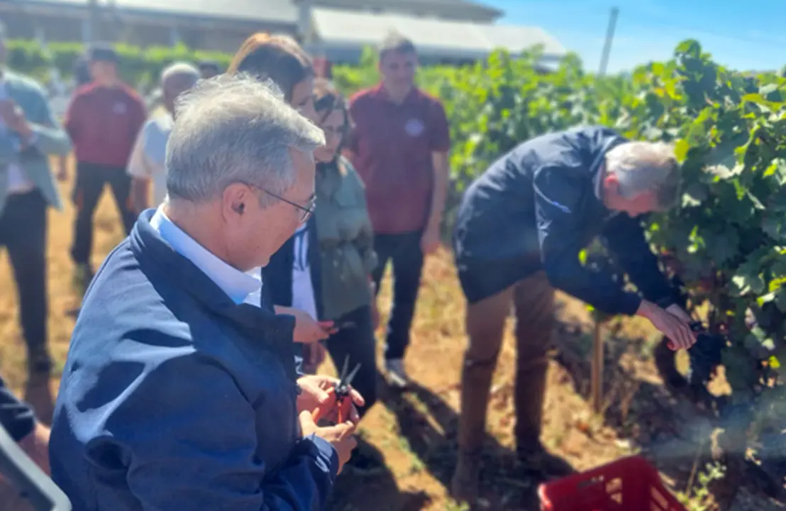 Luis Menor, presidente da Deputaci&oacute;n, observa como vendima Alfonso Rueda Valenzuela.