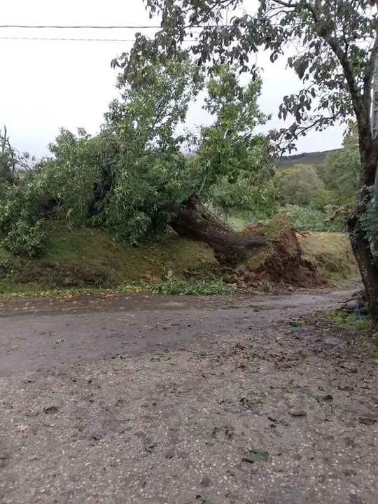 El temporal arranc&oacute; de cuajo este casta&ntilde;o en Santigoso (A Mezquita).
