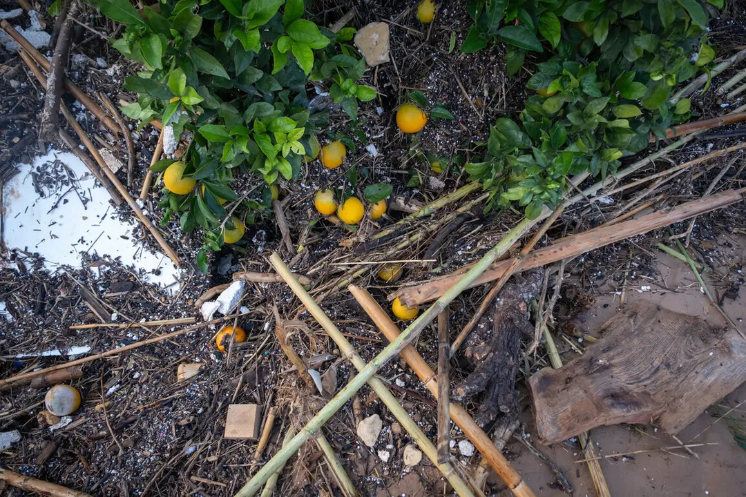 06/11/2024. Picanya, Valencia. Espa&ntilde;a.
Cultivos de c&iacute;tricos afectados por la Dana. Seg&uacute;n las primeras estimaciones de la Asociaci&oacute;n Valenciana de Agricultores (AVA-Asaja) los cultivos con mayor afecci&oacute;n son los c&iacute;tricos, caquis y las hortalizas, viveros y plantas ornamentales. En menor medida el vi&ntilde;edo. Tambi&eacute;n es posible la incidencia en las plantas y &aacute;rboles de la asfixia radicular de las zonas inundadas y de la capacidad de drenaje de los campos. &copy;Pedro Armestre