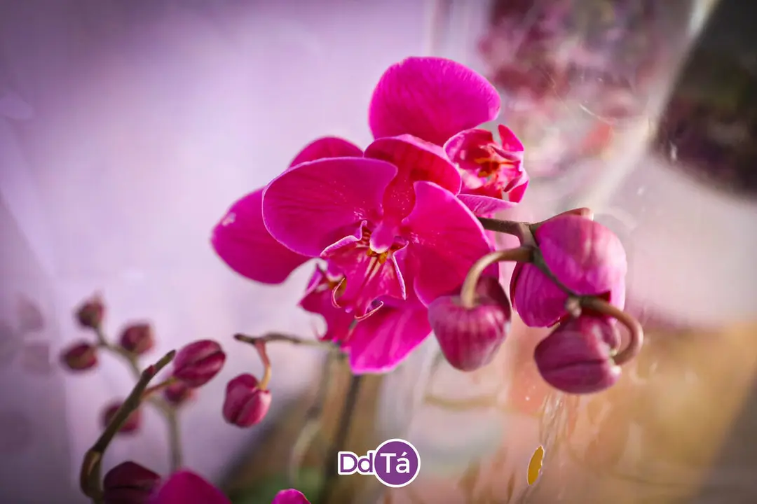 FLORISTERIA RAMOS NAVIDAD 2024-21