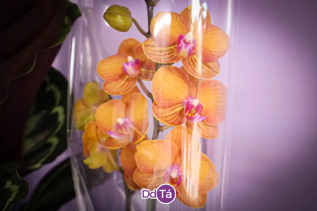 FLORISTERIA RAMOS NAVIDAD 2024-22