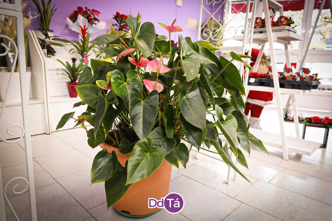 FLORISTERIA RAMOS NAVIDAD 2024-25