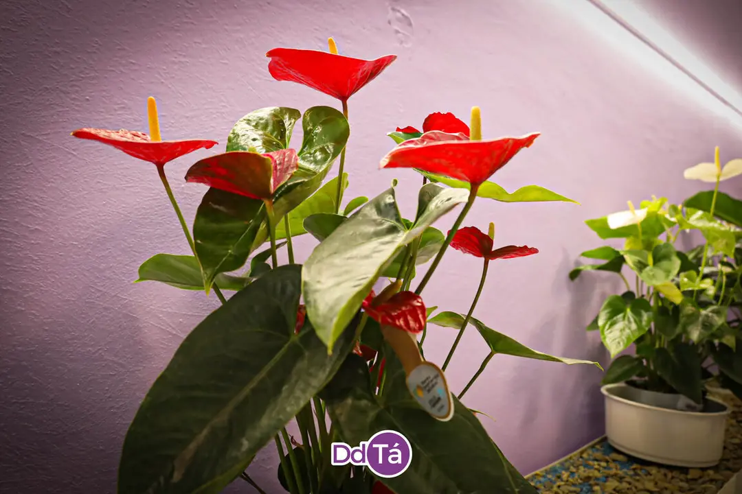 FLORISTERIA RAMOS NAVIDAD 2024-27