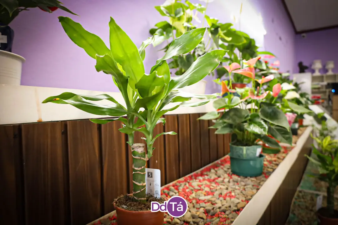 FLORISTERIA RAMOS NAVIDAD 2024-28