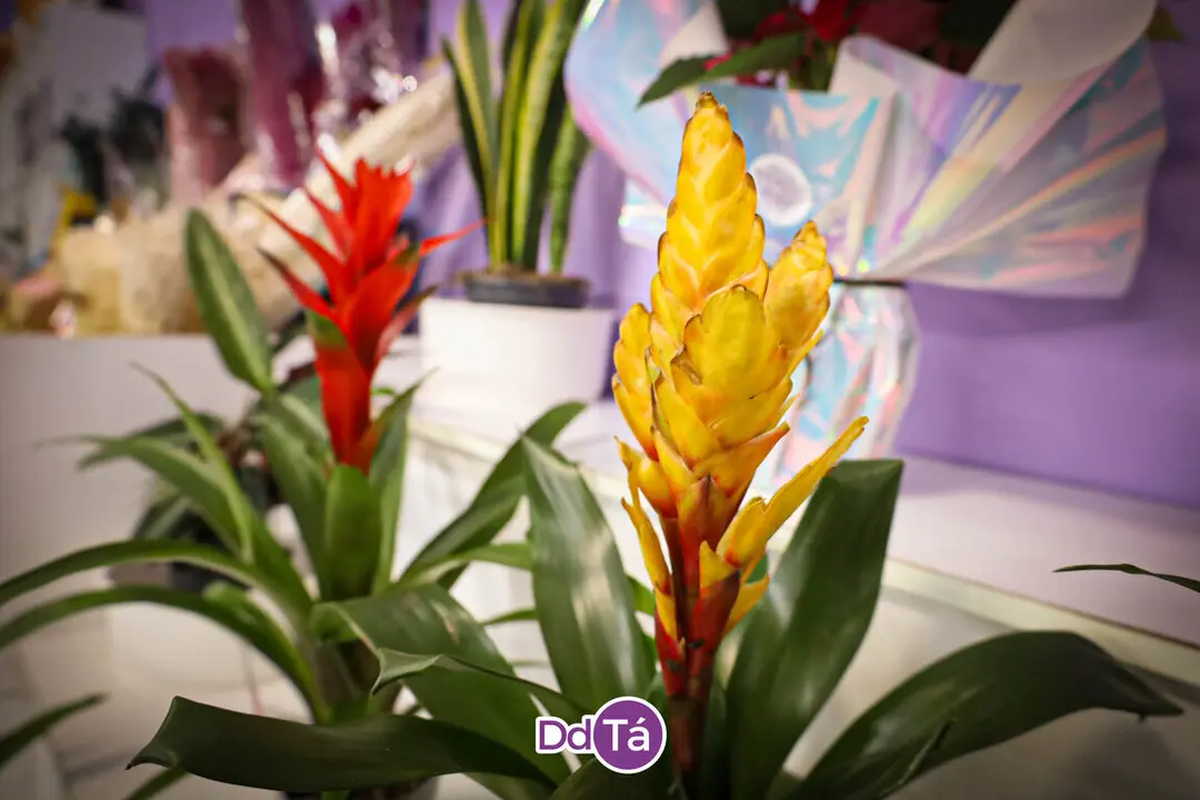 FLORISTERIA RAMOS NAVIDAD 2024-33