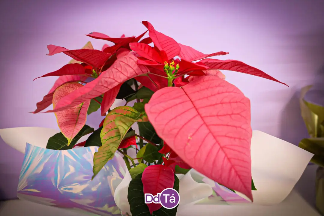 FLORISTERIA RAMOS NAVIDAD 2024-35