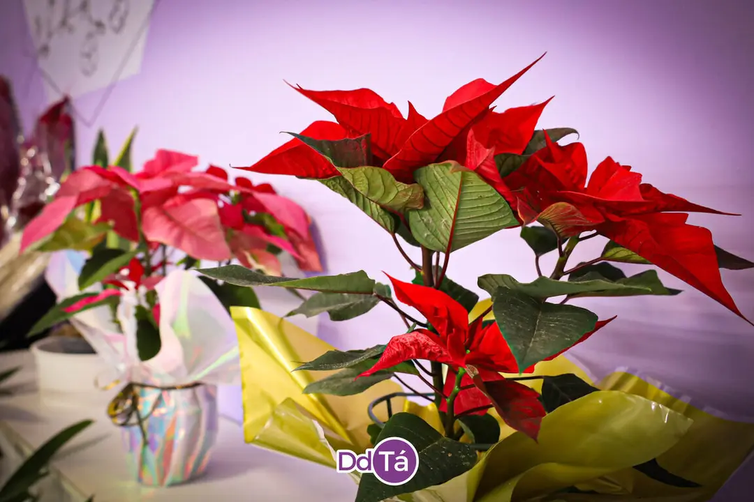FLORISTERIA RAMOS NAVIDAD 2024-36