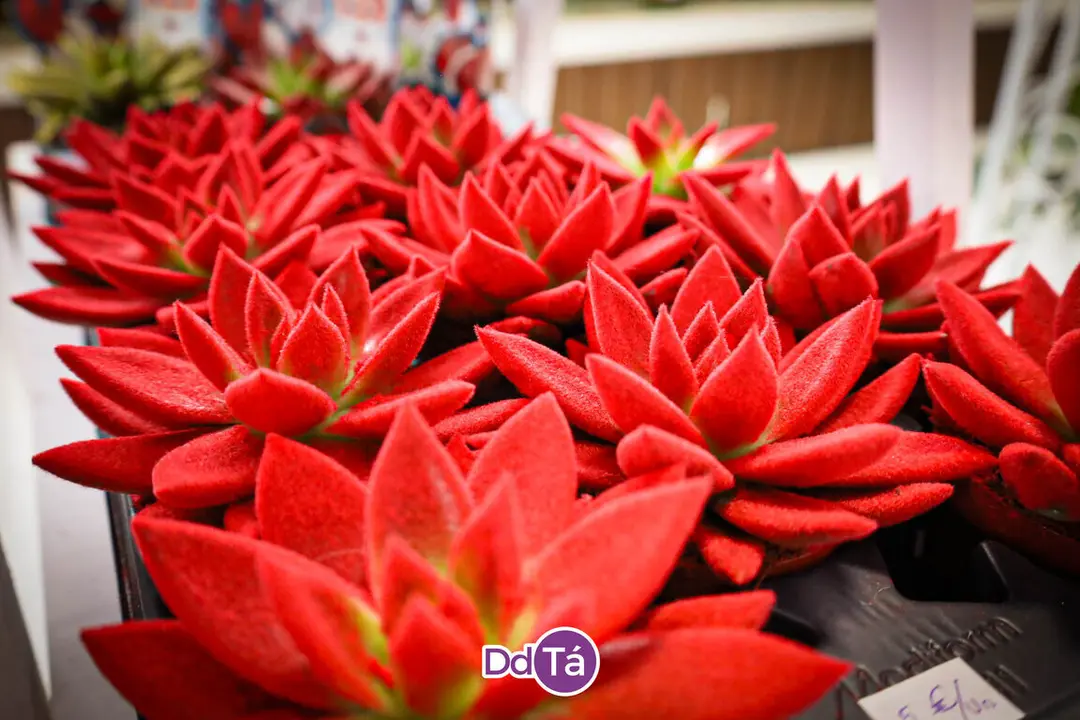 FLORISTERIA RAMOS NAVIDAD 2024-38