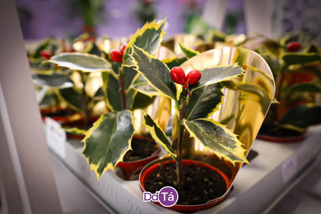 FLORISTERIA RAMOS NAVIDAD 2024-40