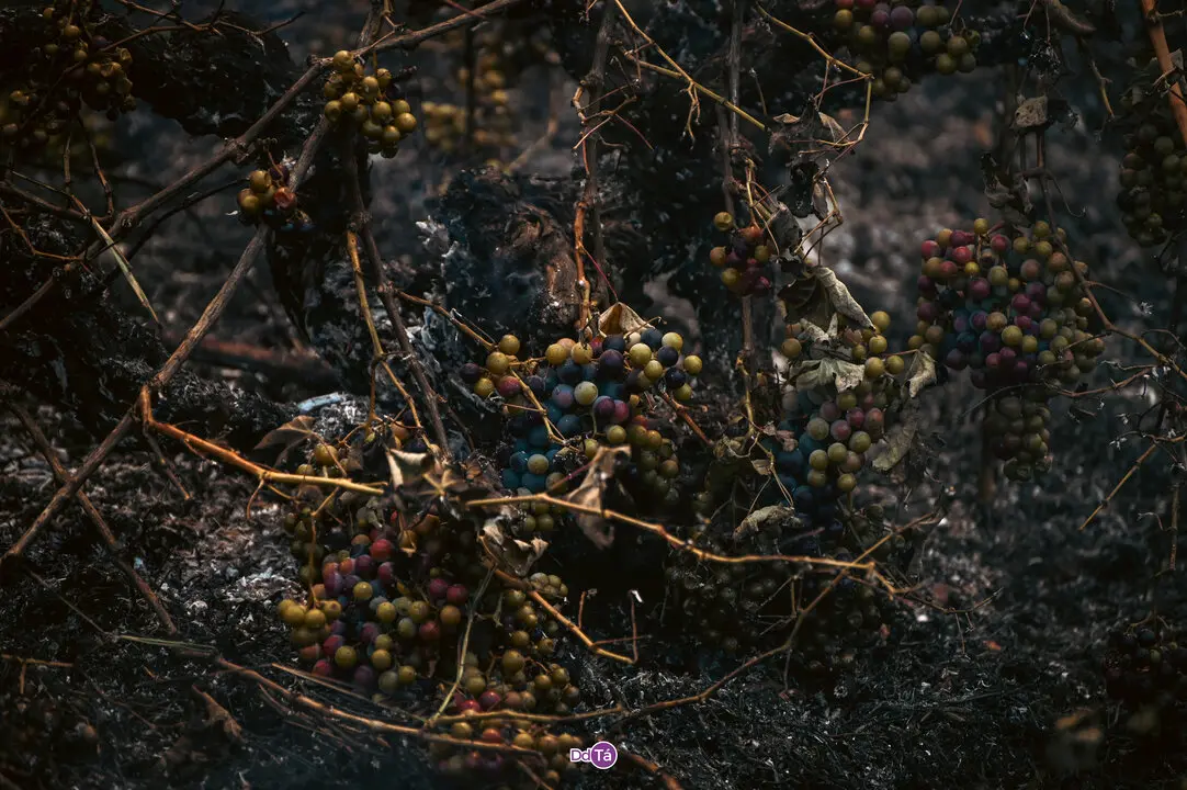 incendio mourazos-11