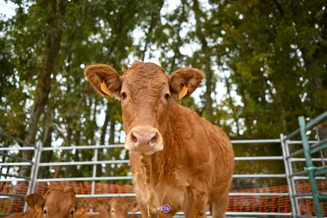 FEIRA A VEIGA-082