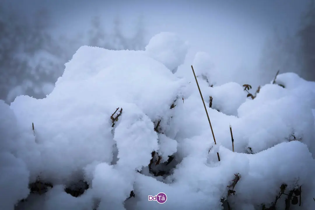 nevada_enero_2026_caldeli&ntilde;as_vendas_romariz-29