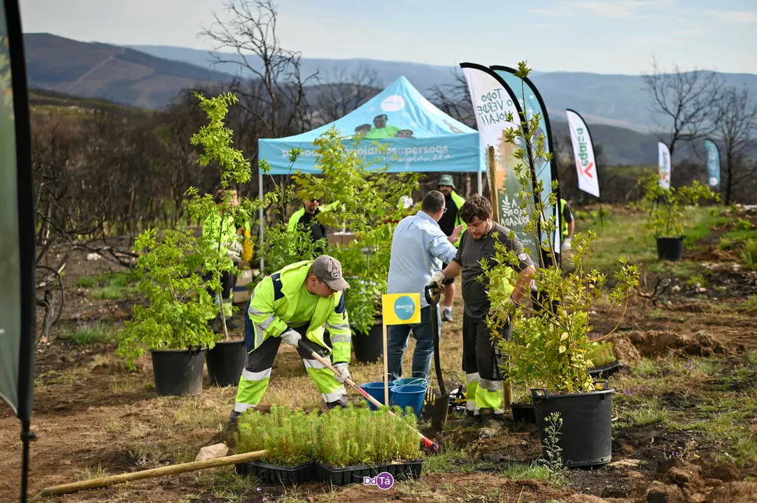 replantacion a caridade-35