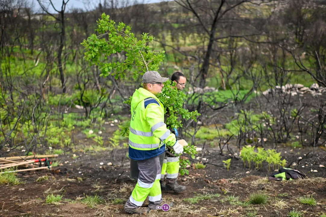 replantacion a caridade-37