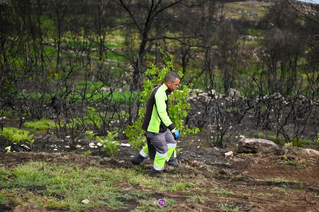 replantacion a caridade-39