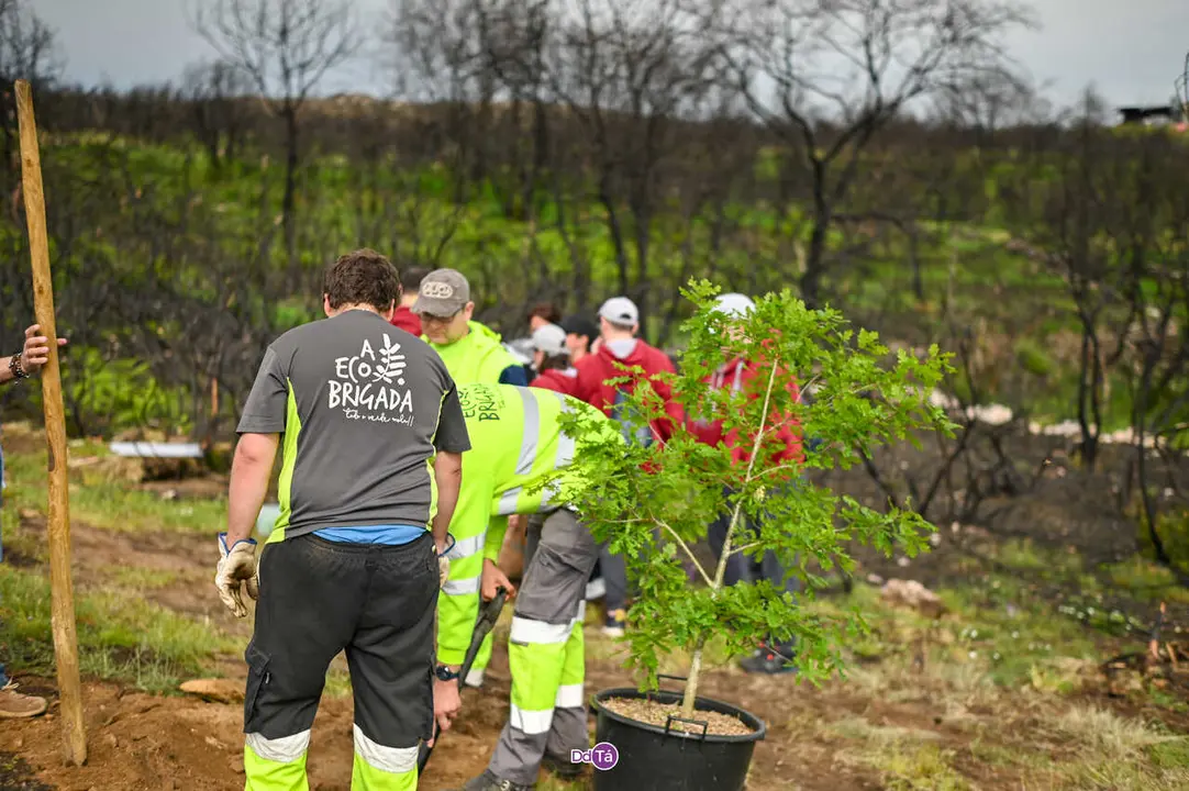 replantacion a caridade-45