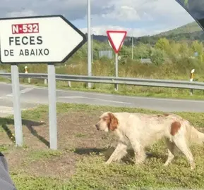 El setter atropellado vilmente en la rotonda de O&iacute;mbra el pasado d&iacute;a 5 de noviembre.