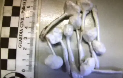 Coca&iacute;na incautada al ciudadano brasile&ntilde;o detenido este lunes en la N532