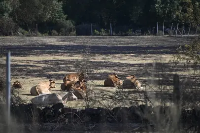 Ganado sobre un pastizal totalmente arrasado por las llamas, | FOTO: Noelia Caseiro.