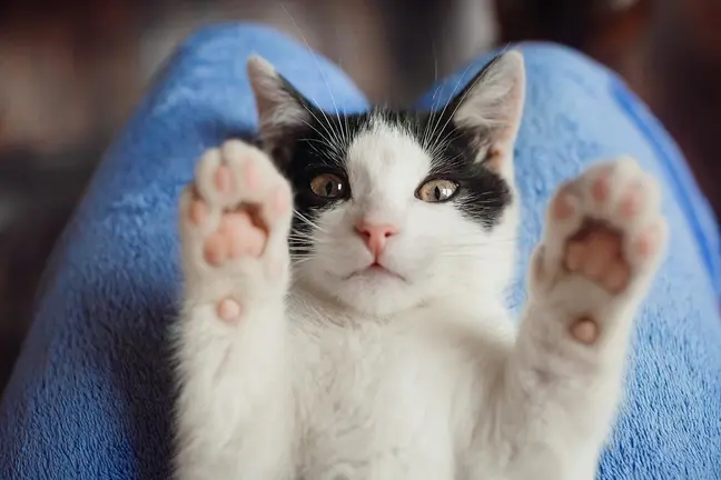  &iquest;Por qu&eacute; ronronean los gatos? Esto es lo que te quieren decir. Foto Freepik. 