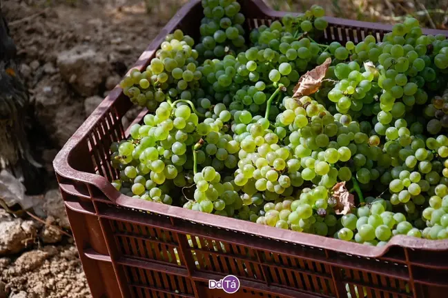 El godello es la variedad m&aacute;s recolectada entre toda la uva blanca. | FOTO: Noelia Caseiro.