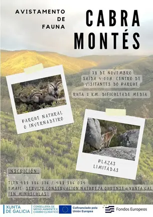 20241128 ruta parque o invernadoiro, avistamento cabras