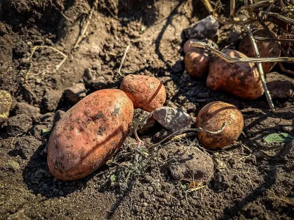 A pataca &eacute; o cultivo estrela da comarca da Limia. | FOTO: Noelia Caseiro.