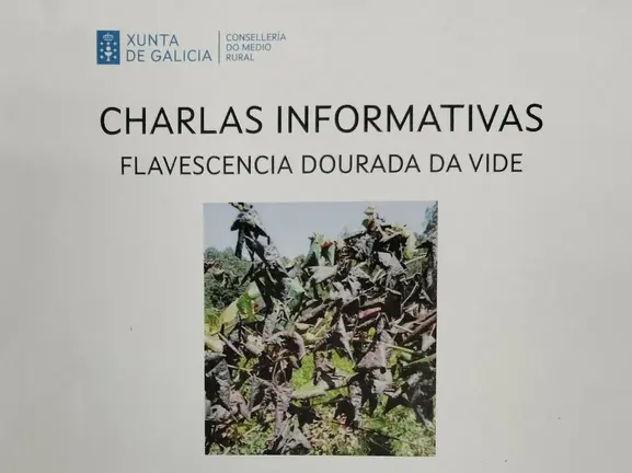 flavescencia dourada vide, charlas medio rural