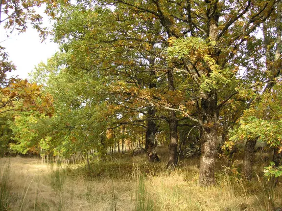 amezquita-caminosantiago-22