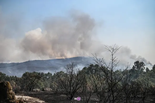 20250814 IFAEsculqueiraAMezquita, Incendio A Gudi&ntilde;a, O Canizo, tierra quemada (7)