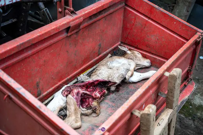 Uno de los terneros muertos tras la incursi&oacute;n de la manada de lobos en la explotaci&oacute;n ganadera de Barxa.