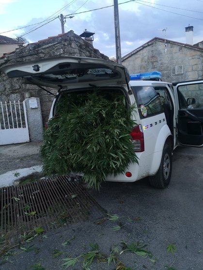 Incautación de plantas de marihuana, en Cualedro.